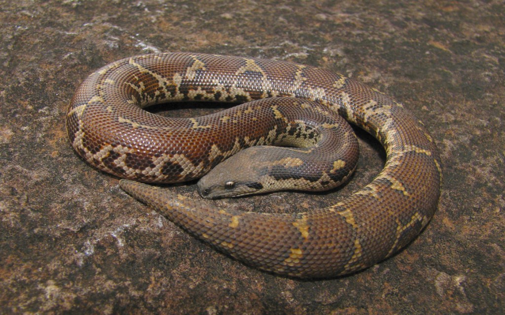 common-sand-boa